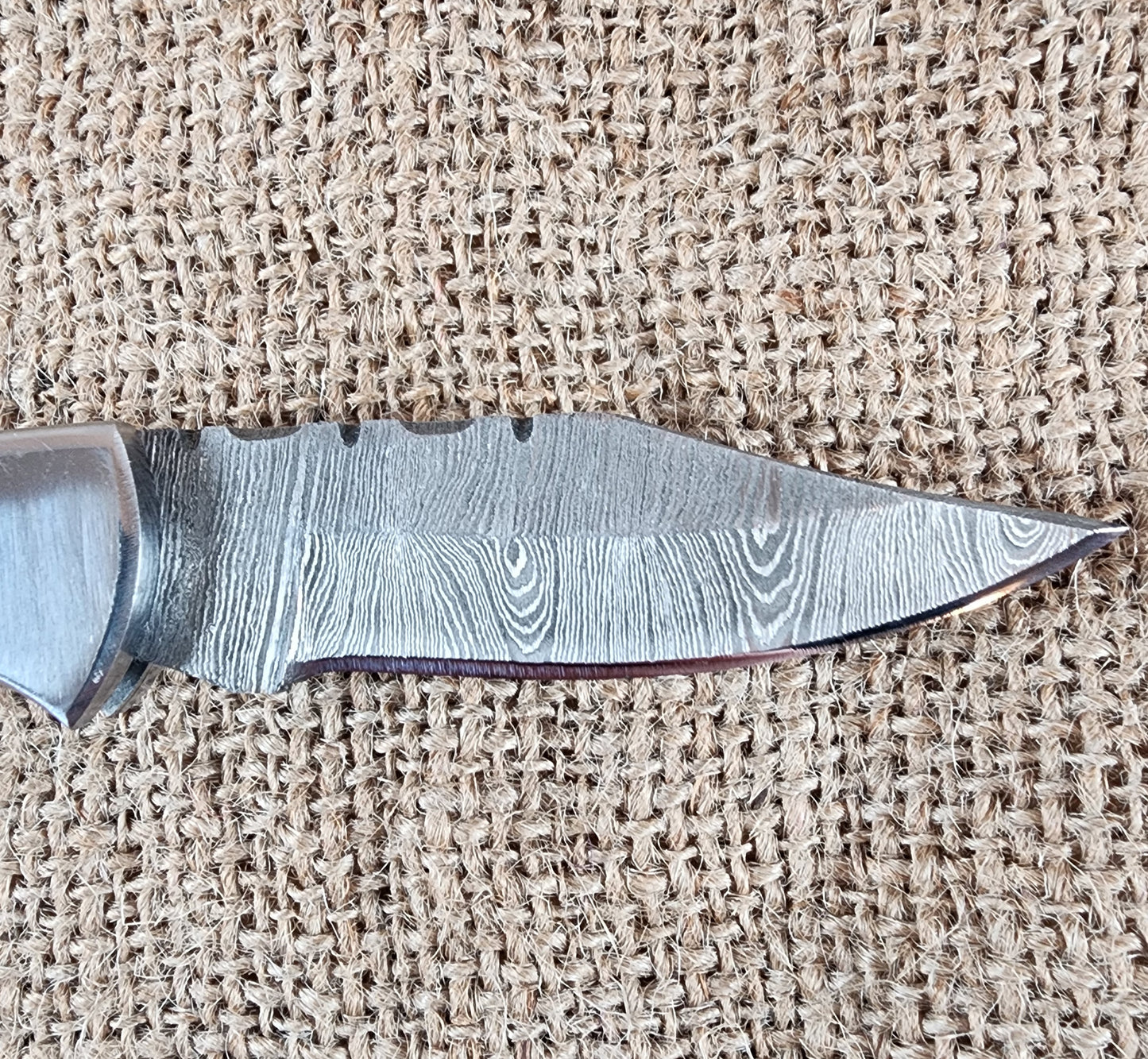 2 7/8" Ram Horn Damascus Folding Knife #63