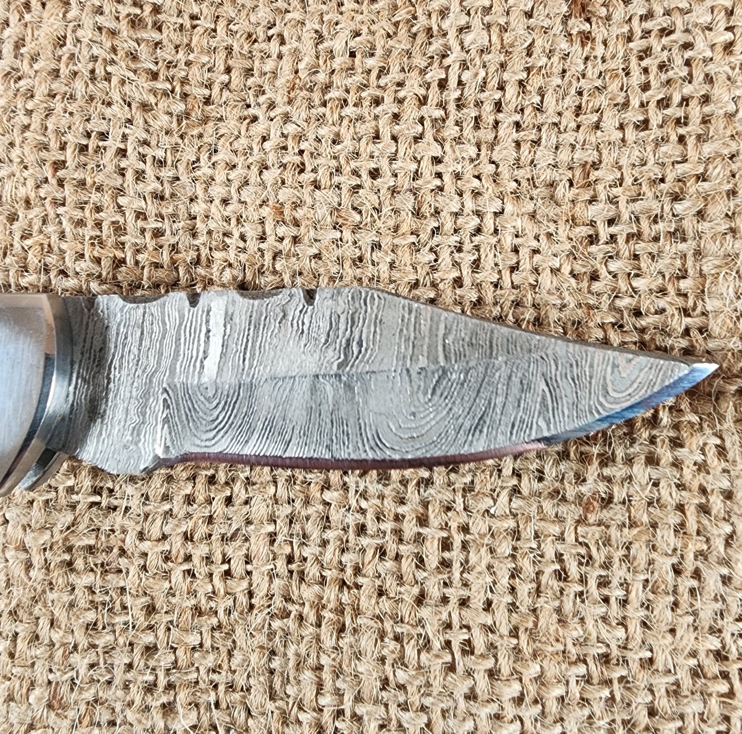 2 7/8" Ram Horn Damascus Folding Knife #77