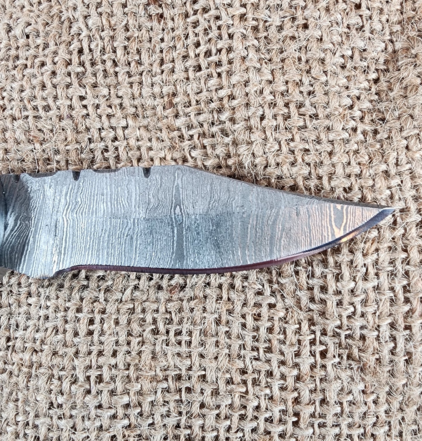 2 7/8" Ram Horn Damascus Folding Knife #66